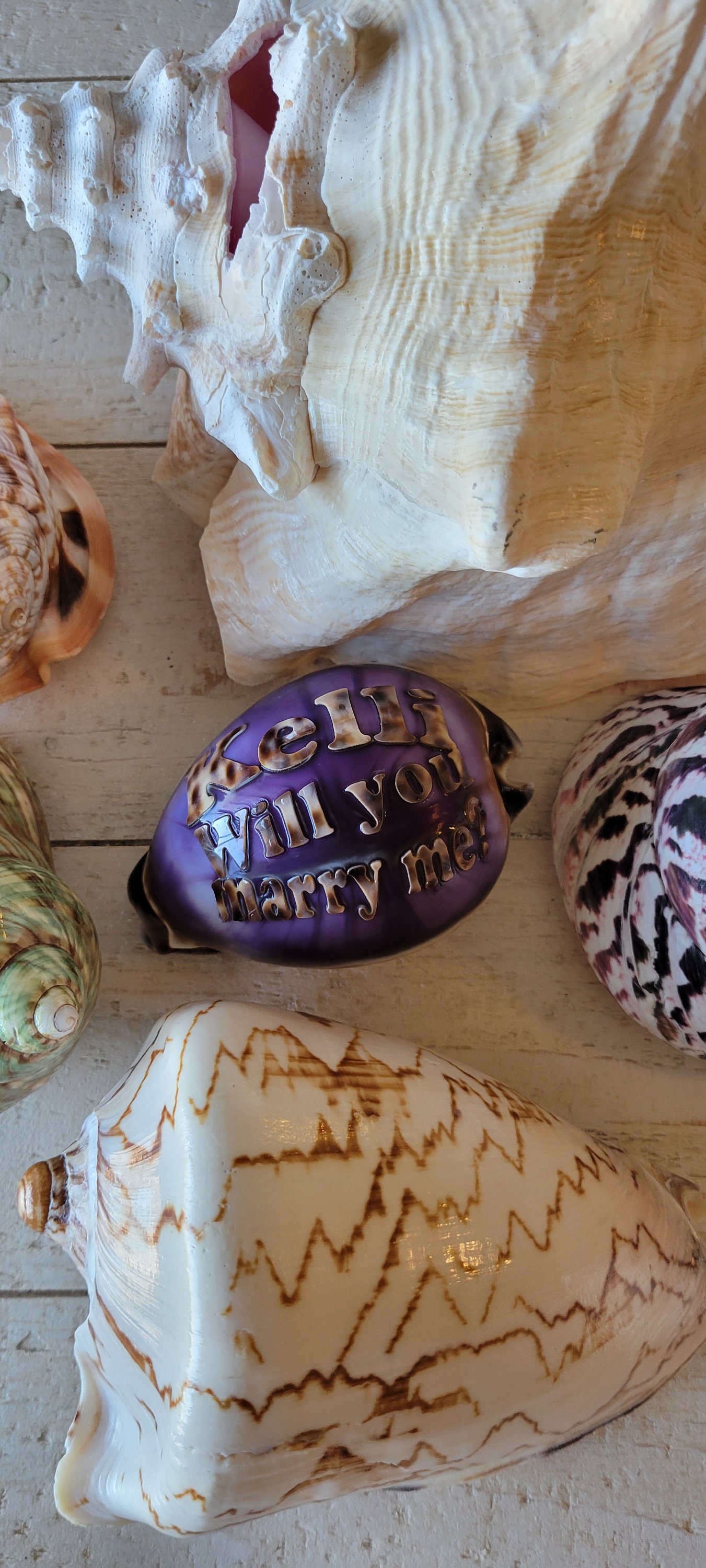 Personalized Will You Marry Me Engraved on A Tiger Cowrie Seashell ...