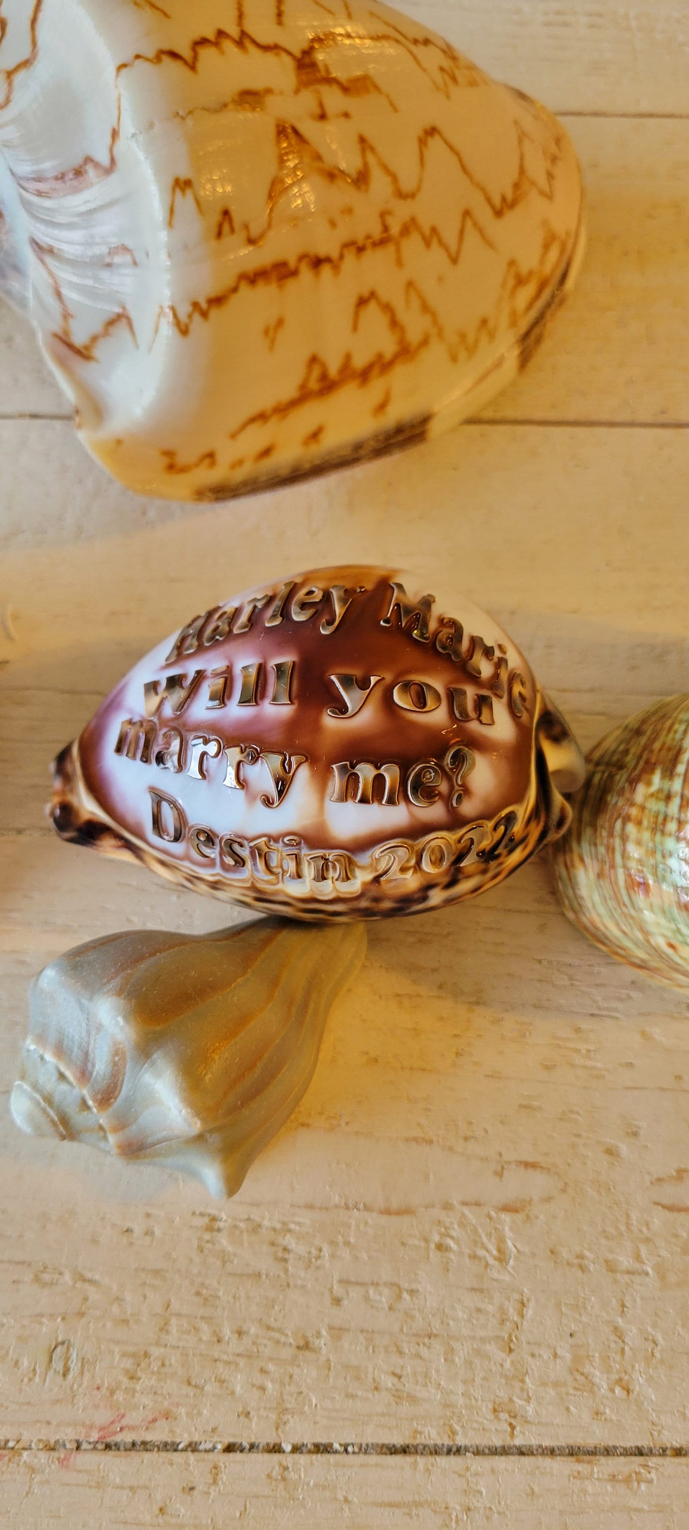 Personalized Will You Marry Me Engraved on A Tiger Cowrie Seashell ...