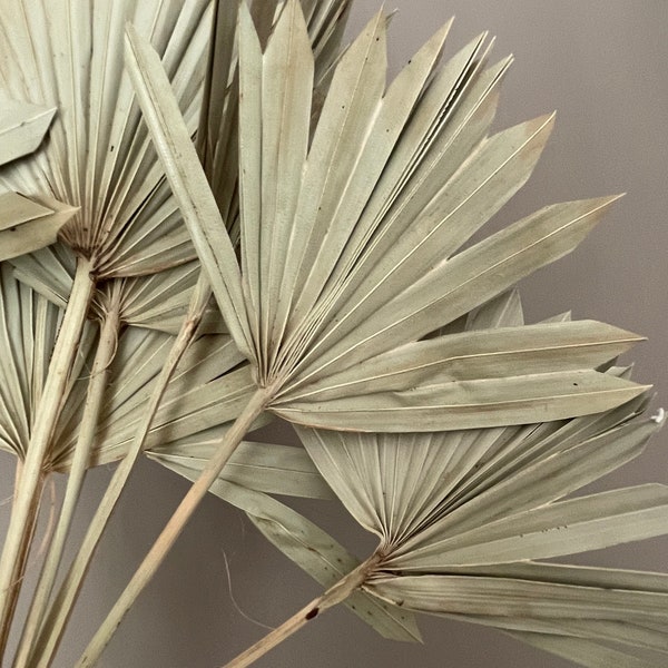 Dried Palm Leaves Etsy