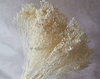 Bleached broom bloom