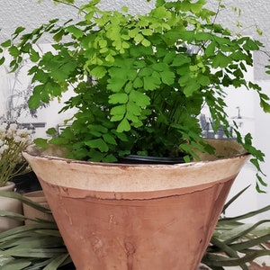 May include: A potted maidenhair fern with vibrant green foliage. The plant is in a large, aged terracotta pot with a cream-colored rim. The pot has a wide, flared shape, and the background is a neutral white.