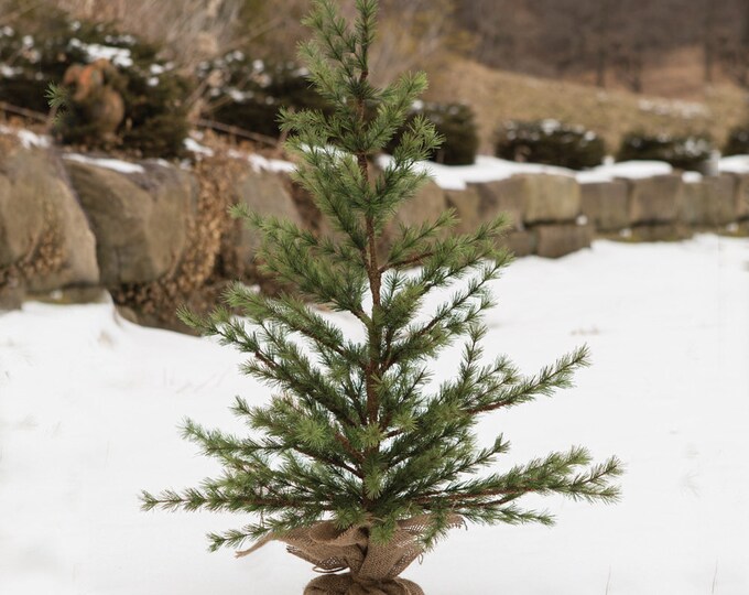 Faux Pine Seedling Christmas Tree 2ft Tall Burlap Base Christmas
