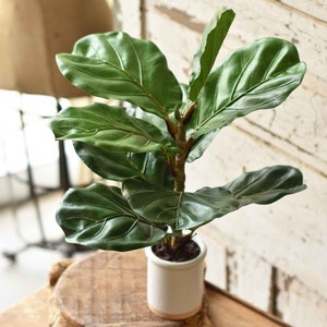 May include: A potted Fiddle Leaf Fig plant with large, glossy green leaves. The plant is in a white ceramic pot with a light brown rim, sitting on a carved wooden stand. The background features a vintage-style wooden wall.
