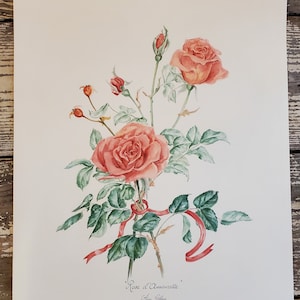 Vintage &quot;Rose d&#39; Olmourette&quot; Lithograph  Roses Paper Pink Antique Flower Print Frames Botanical