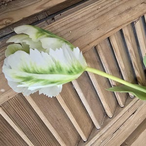 May include: A white tulip with green markings on the petals. The tulip is lying on a wooden surface with slats.