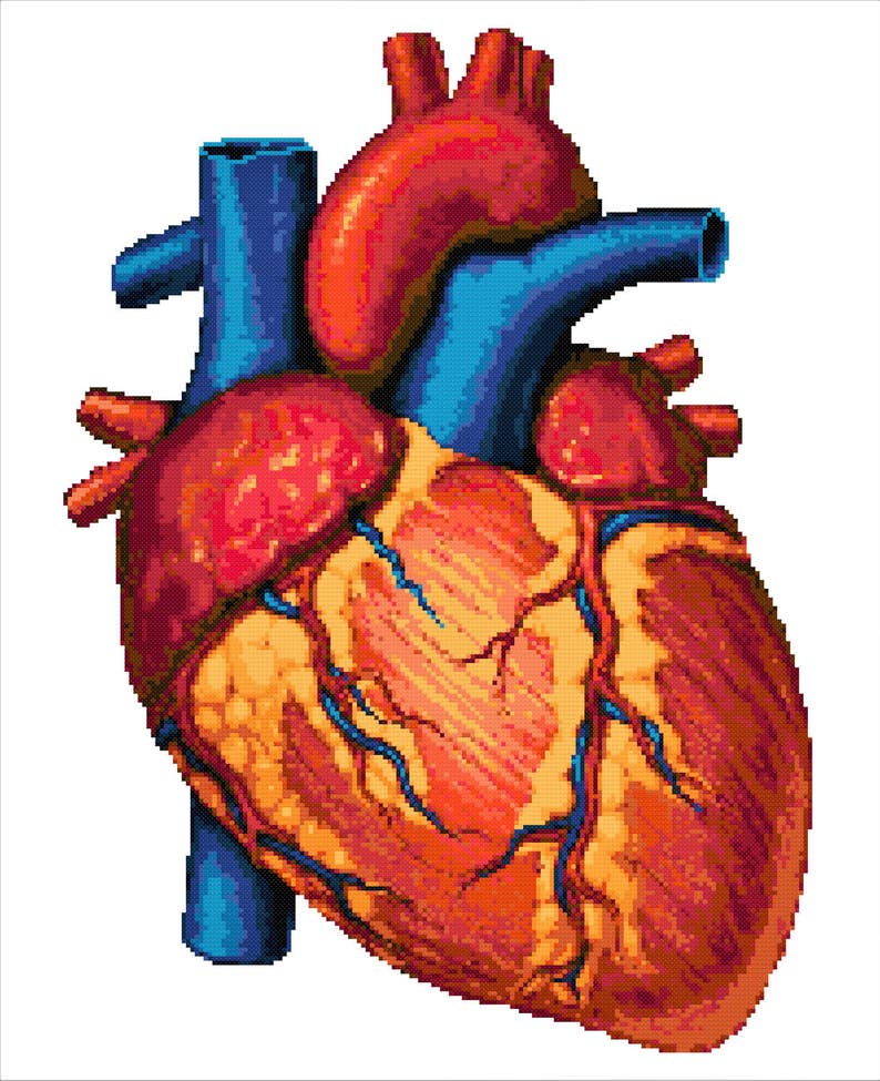 Human Heart Cross Stitch Pattern Modern Anatomy Cross Stitch - Etsy