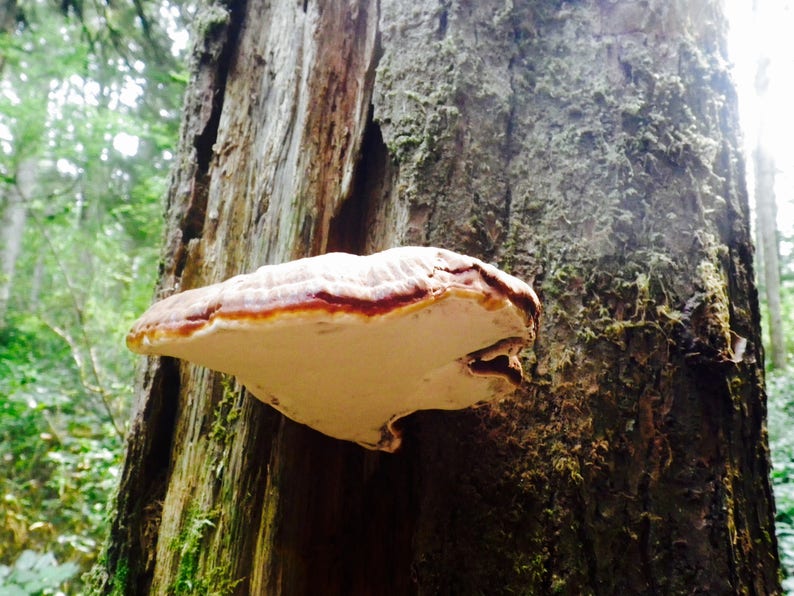 Wild Oregon Reishi Mushroom Double Extract Tincture Organic Etsy