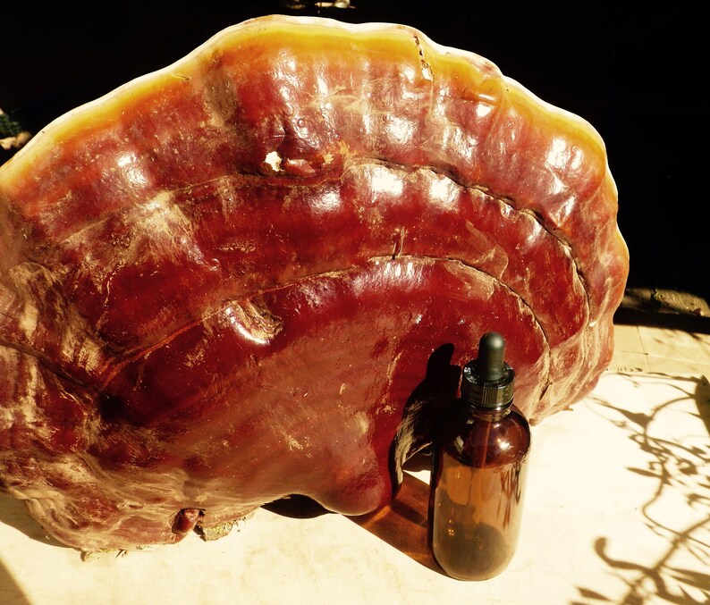 Wild Oregon Reishi Mushroom Double Extract Tincture Organic Etsy