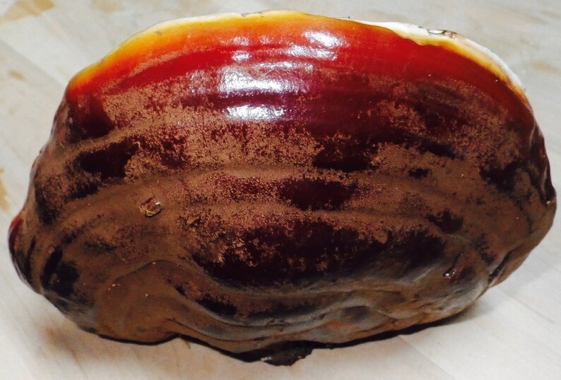 Wild Oregon Reishi Mushroom Double Extract Tincture Organic Etsy