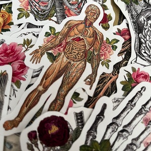 Anatomical stickers. Beautiful anatomy stickers with flower motifs. Skeleton stickers with flowers