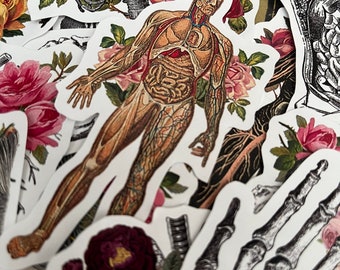 Anatomiska klistermärken. Vackra anatomiklistermärken med blommotiv. Skelettklistermärken med blommor
