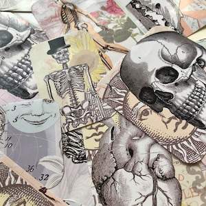 Anatomische Aufkleber, Schädel, Skelett, Menschlicher Körper, Dinosaurier, Mammut, Fisch, Scrapbuch, Journal, Laptop Aufkleber, Junk Journal,