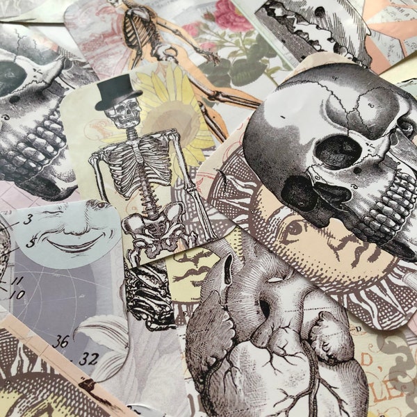 Anatomical stickers, Skull, Skeleton, Human body, Dinosaur, Mammoth, Fish, Scrap book, Journal, Laptop sticker, Junk Journal,
