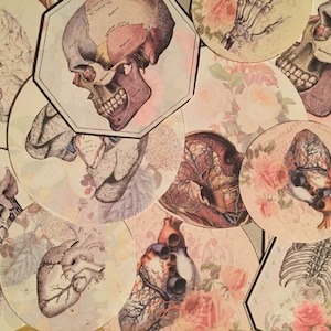 Pretty anatomical stickers. Skulls, hearts, brains, skeletons and more for your journal, card making and more