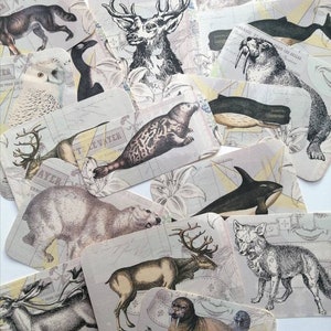 Set di adesivi per animali artici. Set di adesivi in stile vintage per il tuo diario, laptop, custodia e molto altro ancora! Bellissimi animali della regione artica
