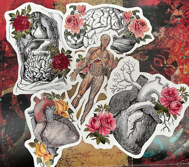 Sticker Humen Anatomical Stickers. Beautiful Anatomy Stickers With Flower Motifs ...