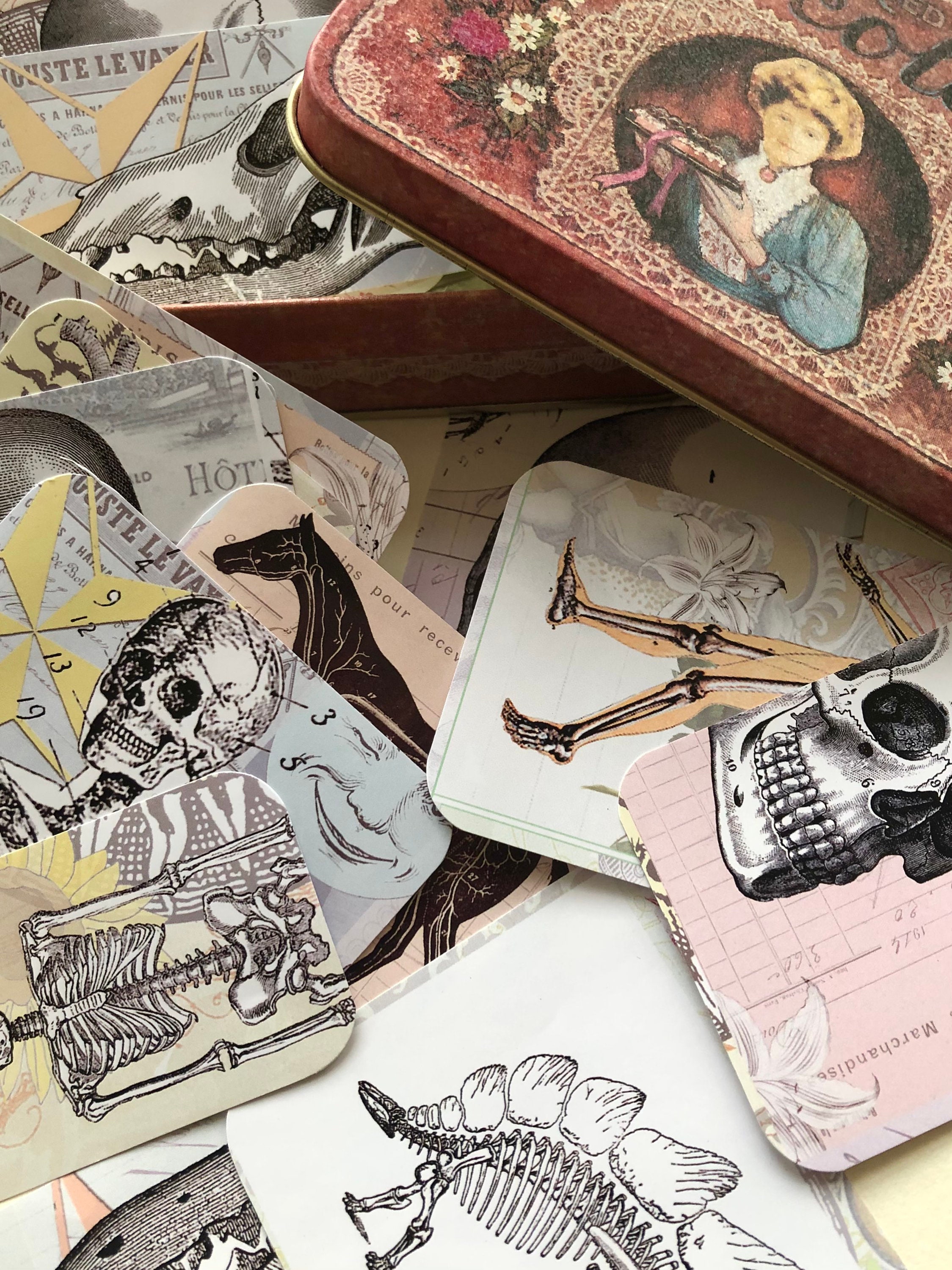 Skeleton Sticker Medical Anatomical Sticker Set, Skull, Skeleton, Dinosaur, Scrapbook Stickers ...