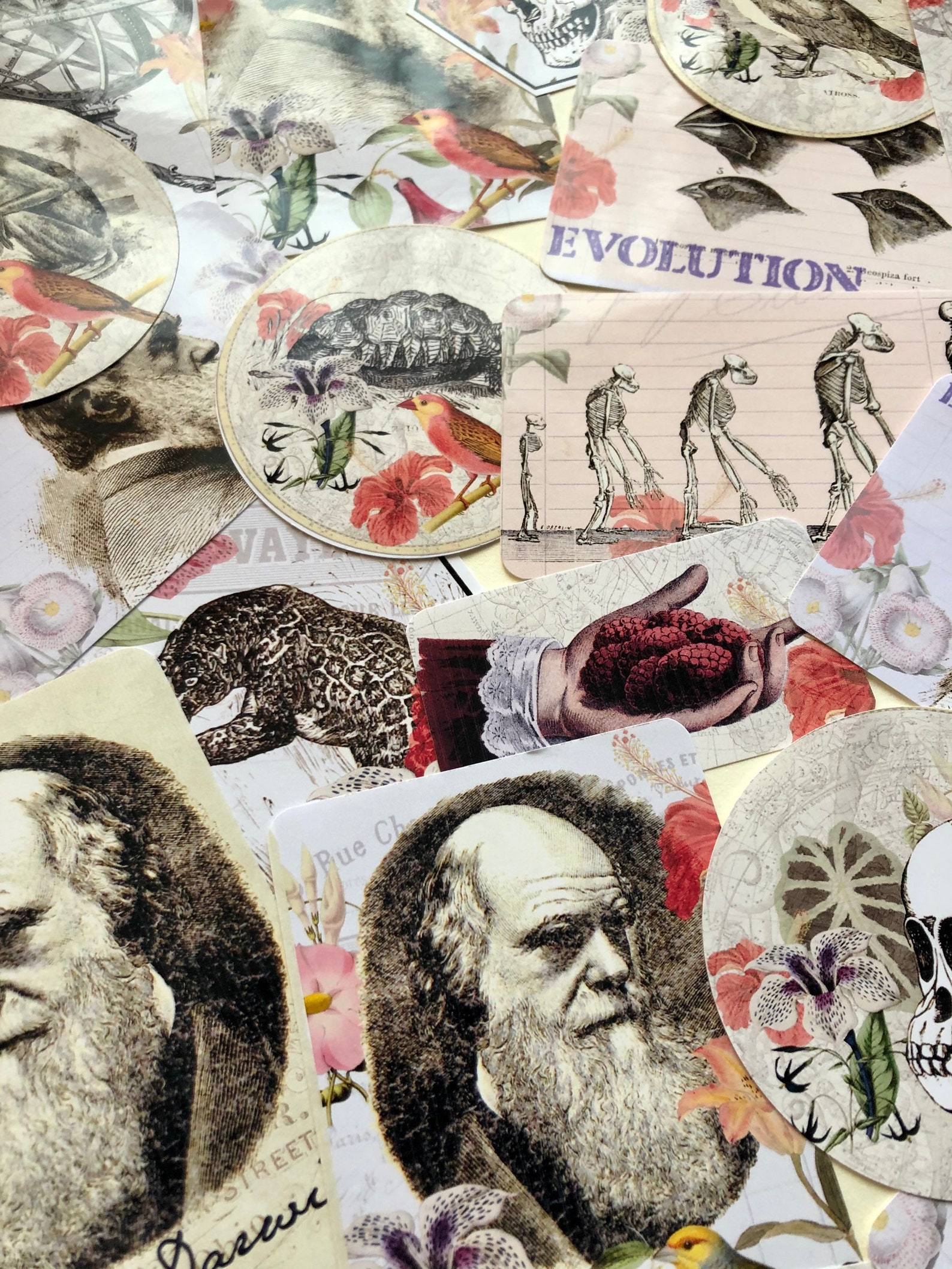 Charles Darwin Stickers - Beautiful Botanic Style Stickers - Etsy