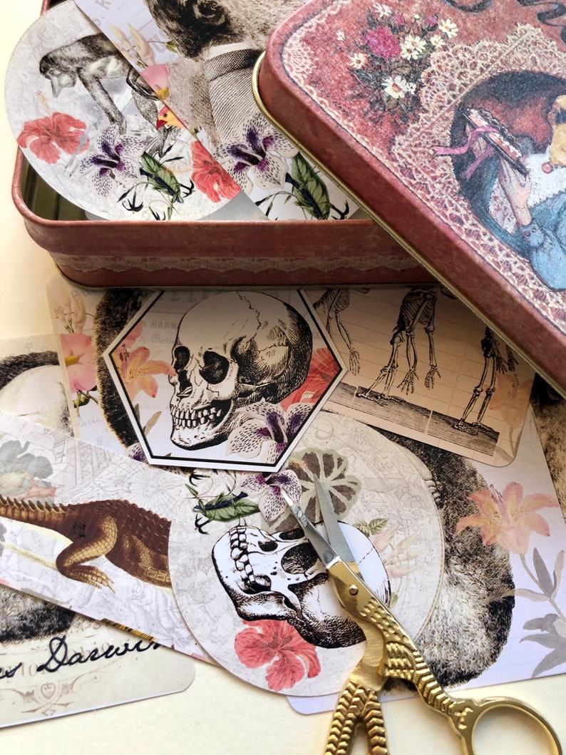 Charles Darwin Stickers Beautiful Botanic Style Stickers - Etsy