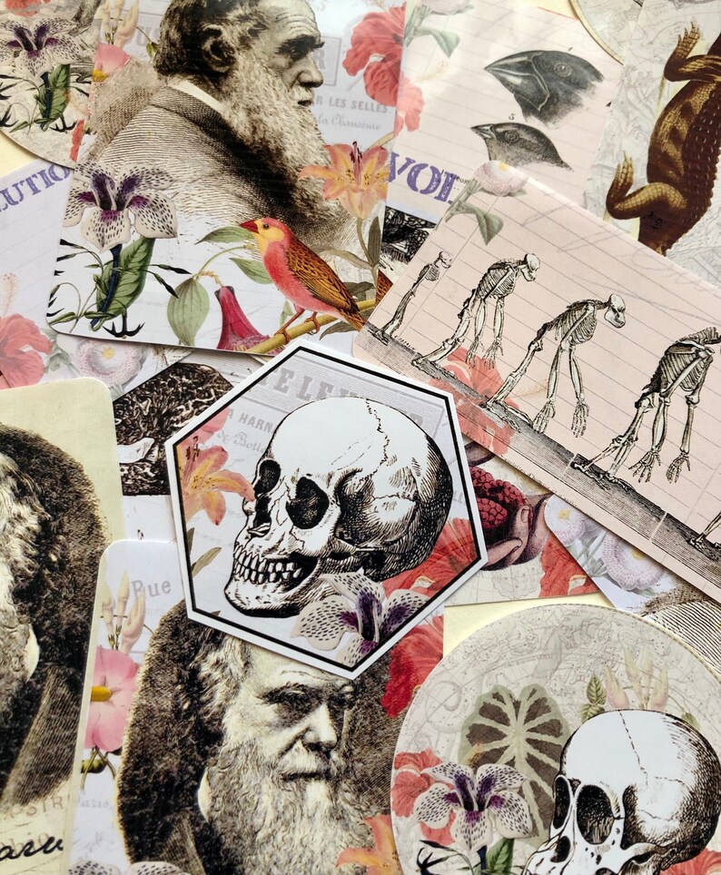 Charles Darwin Stickers - Beautiful Botanic Style Stickers - Etsy