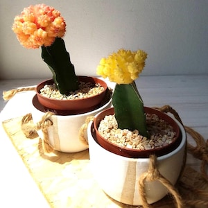 Ceramic Planter, Succulent Planter, White Planter, Turquoise Planter, Ceramic Plant Pot, Pottery Planter, Pottery Plant Pot, Hanging Planter
