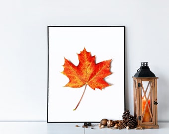 Maple Leaf Fine Art Print