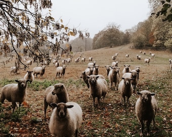 May include: A flock of sheep graze in a field with fall foliage in the background. The sheep are white and fluffy, and the field is covered in brown leaves.