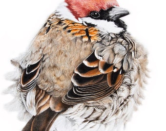 Sparrow - 6x5 - Giclee print - Art print - home decor, wall decor, collectible - Nature, bird, house sparrow, drawing, illustration
