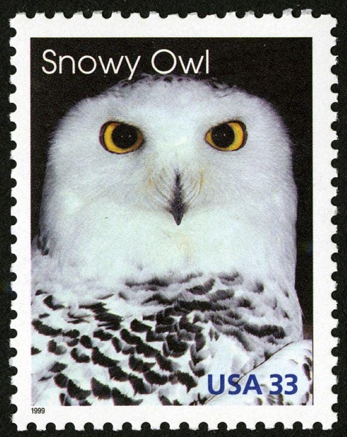 5x SNOWY OWL Arctic Animals 1999 33c Unused Postage Stamp Free Shipping! #1 source Best prices on