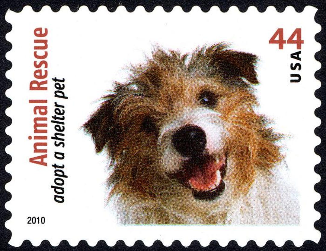 Adoption Np Spca New Plymouth Pound Dogs For Adoption Outlet