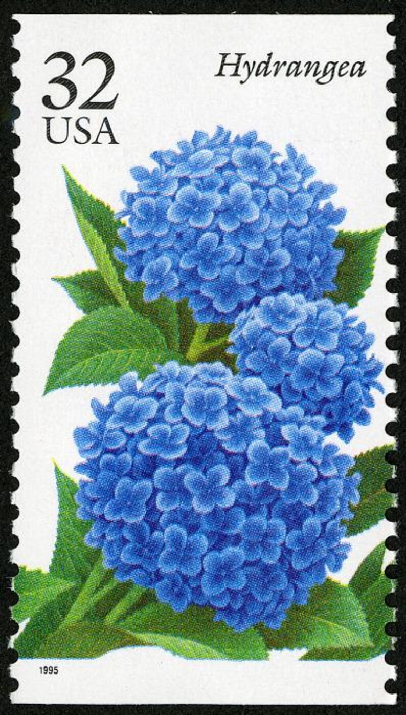 May include: A 32 cent US postage stamp featuring a blue hydrangea flower with green leaves. The stamp is from 1995 and says "Hydrangea" at the top.