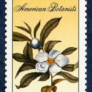 May include: A vintage US postage stamp featuring a botanical illustration of a white flower with green leaves and a brown stem. The stamp is titled "John & William Bartram American Botanists" and features the text "USA 33 Franklinia alatamaha".