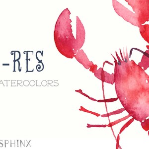 May include: Watercolor painting of a red lobster with its claws outstretched. The painting is on a white background with the text "HI-RES WATERCOLORS" and "PAPER SPHINX" in blue.
