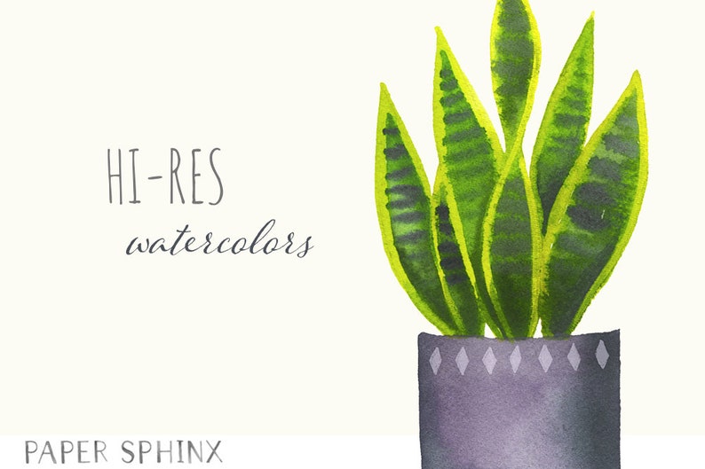 Op de afbeelding: Waterverf schilderij van een potplant met slangenhuid, die groene en gele bladeren heeft. De plant staat in een grijze pot met een diamantpatroon aan de bovenkant.