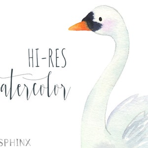 Watercolor Swans Clipart | Bird Nursery Art - Mommy and Baby Swan ...