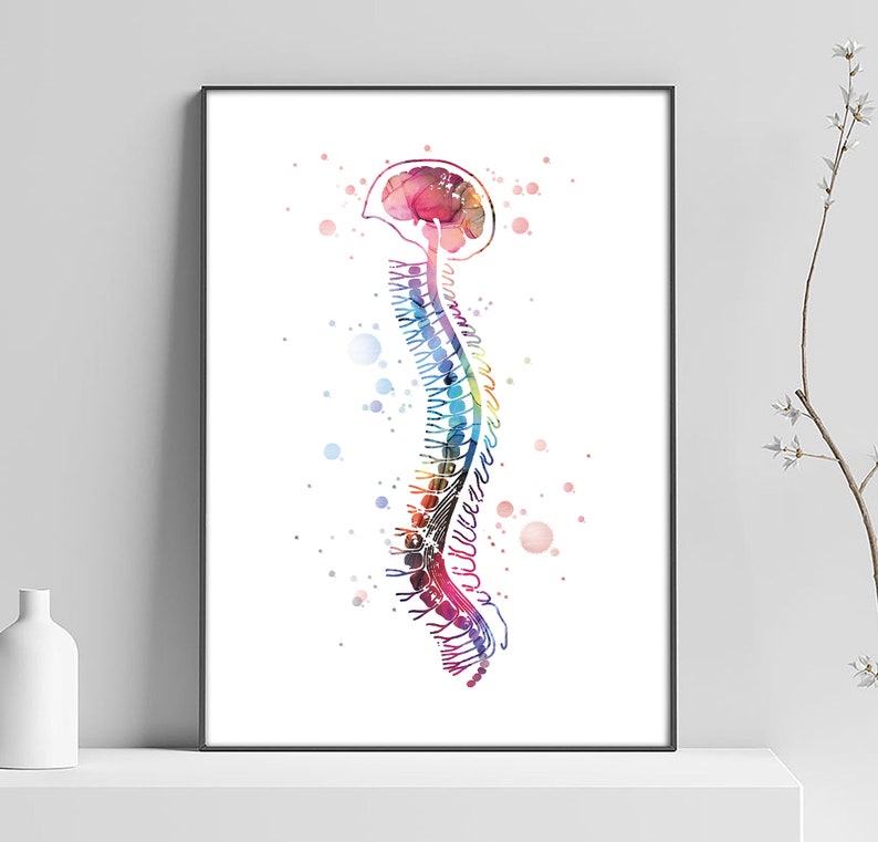 Spinal Drawing Color Spinal Cord Poster, Medical Art, Doctor Gift, Doctor's Diploma, Medical ...