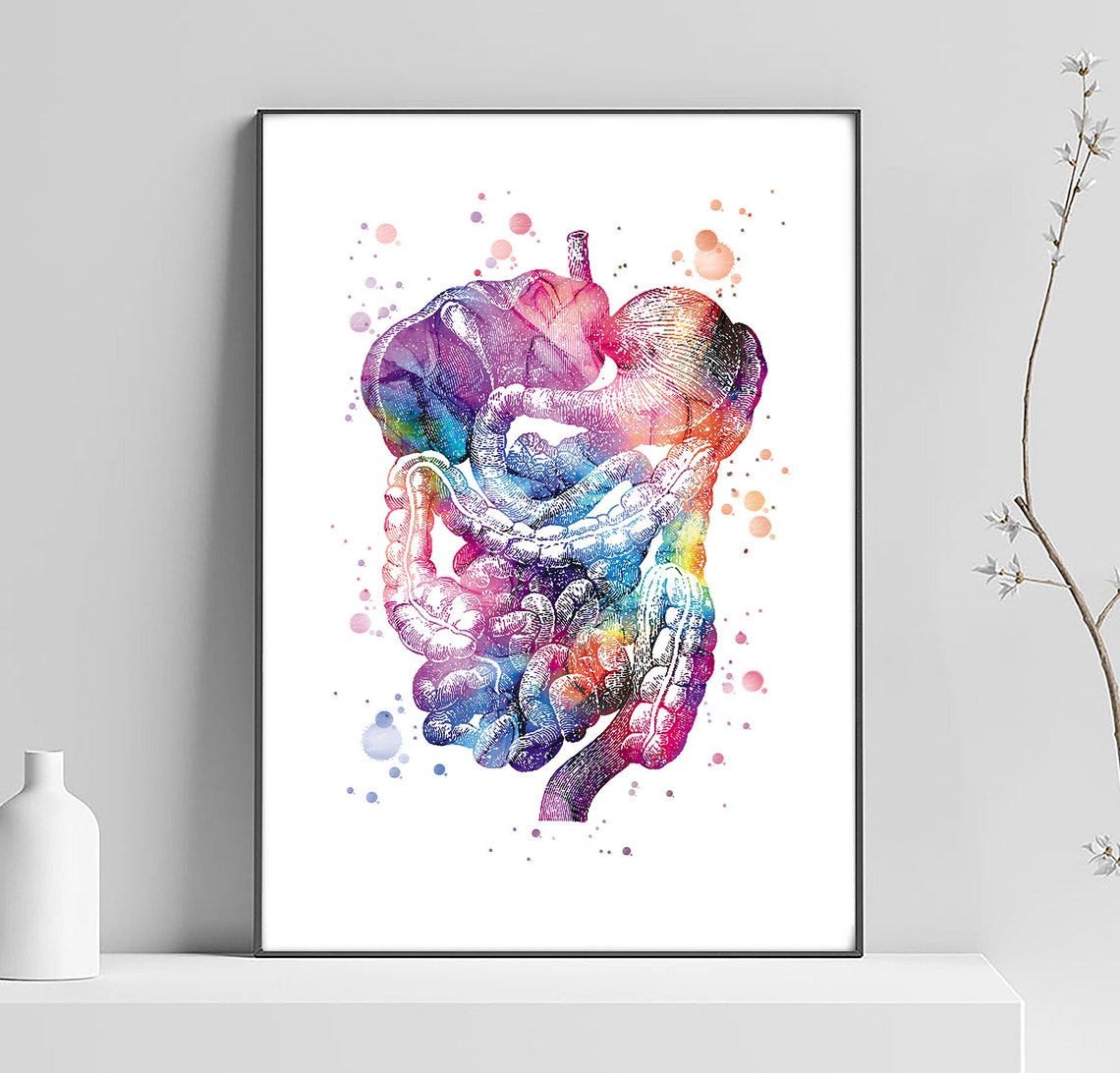 Digestive Tract Poster, Intestines, Medical Art, Anatomy, Organs ...