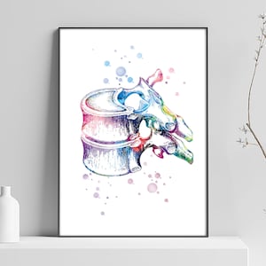 Vertebrae diagram poster, spine, clinical physiotherapist, doctor decoration, art surgery, doctor gift, bone anatomy