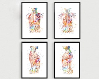 Abdomen art, human body, clinic medical office decoration, doctor surgeon gift, anatomy poster, gastroenterologist [Numéro 172]