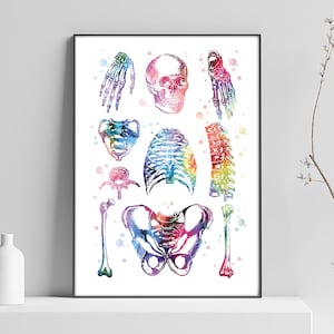 Human body bone poster, anatomy painting, medicine drawing, waiting room decoration, anatomy drawing, physiotherapist gift