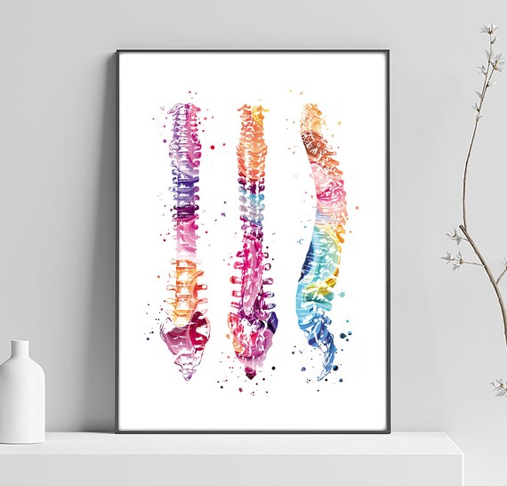 Spinal Drawing Color Spine Drawing With Colour