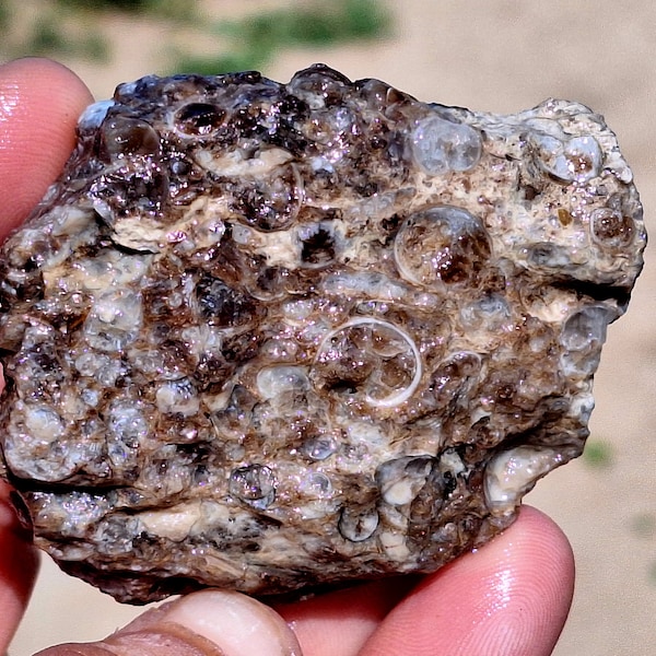 T8 TURRITELLA AGATE slab elima agates fossil snail shells gastropod WYoming