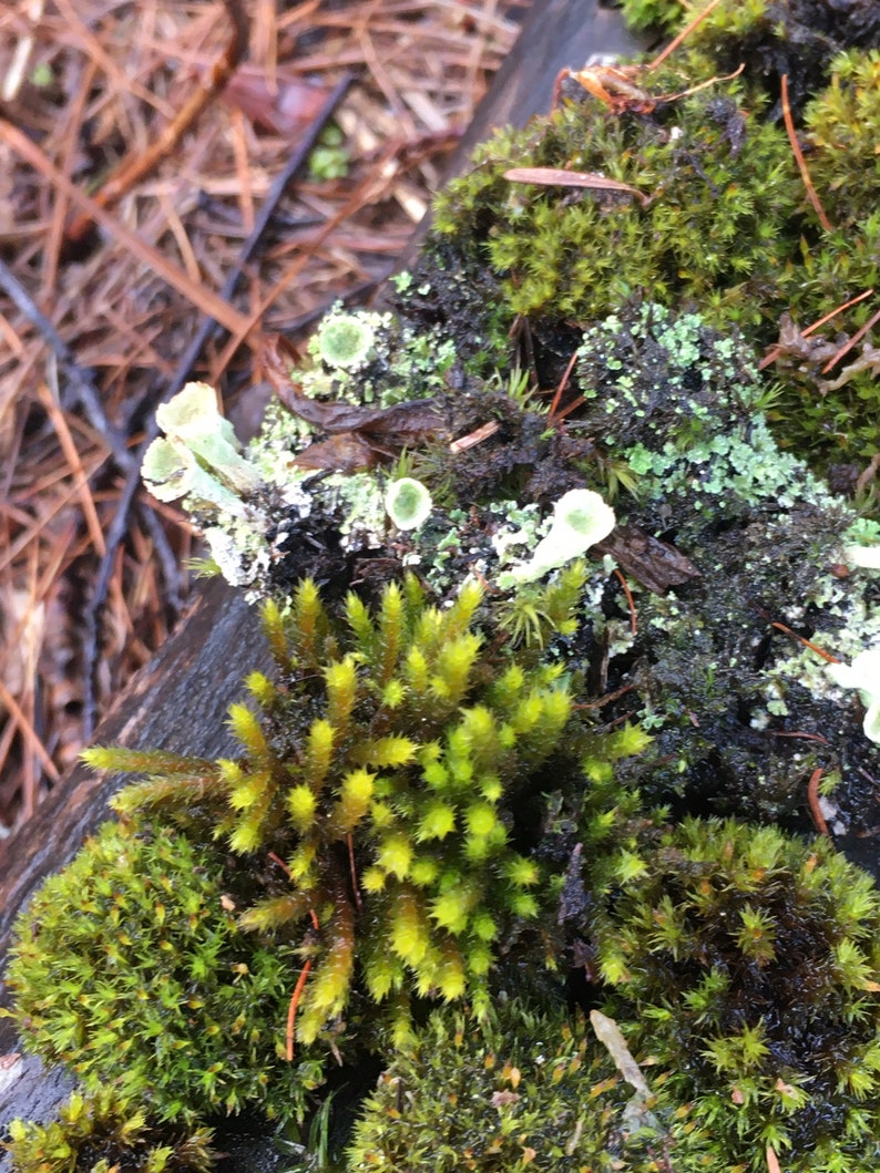 Live Moss and Lichen Great Variety for Terrariums Etsy Canada