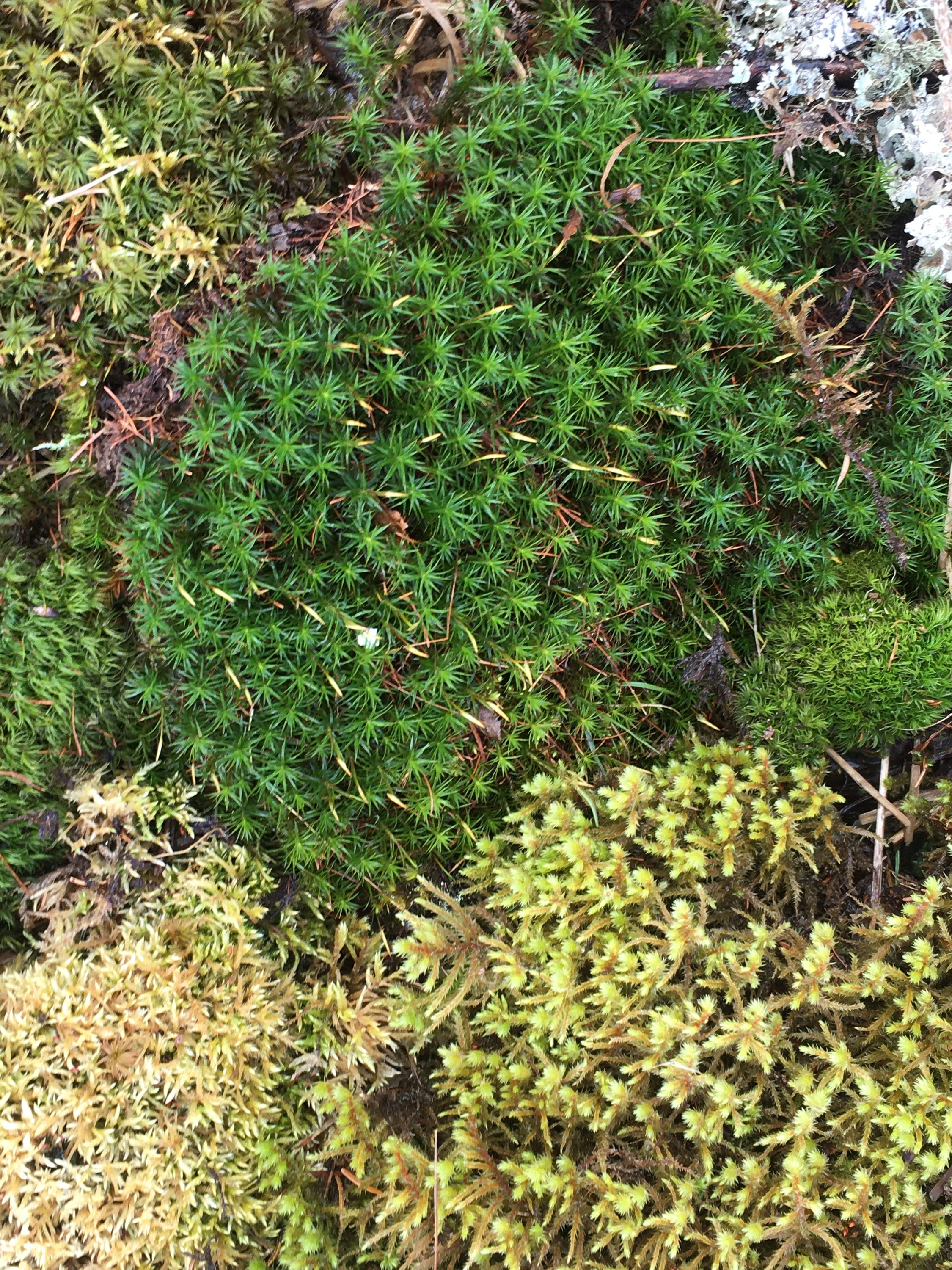 Terrarium moss, Live moss and lichen for your terrarium creation. Fresh,  organic mix of moss and lichen