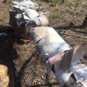 May include: A birch tree trunk with its bark peeled off in thin strips, revealing the white wood underneath. The trunk is lying on the ground in a forest setting.