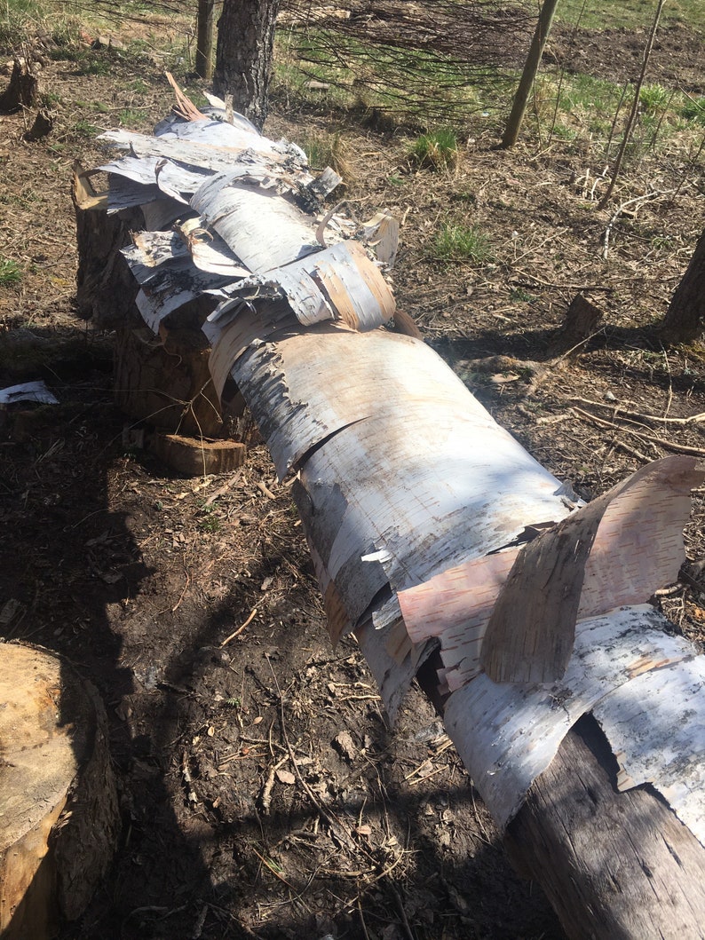 May include: A birch tree trunk with its bark peeled off in thin strips, revealing the white wood underneath. The trunk is lying on the ground in a forest setting.