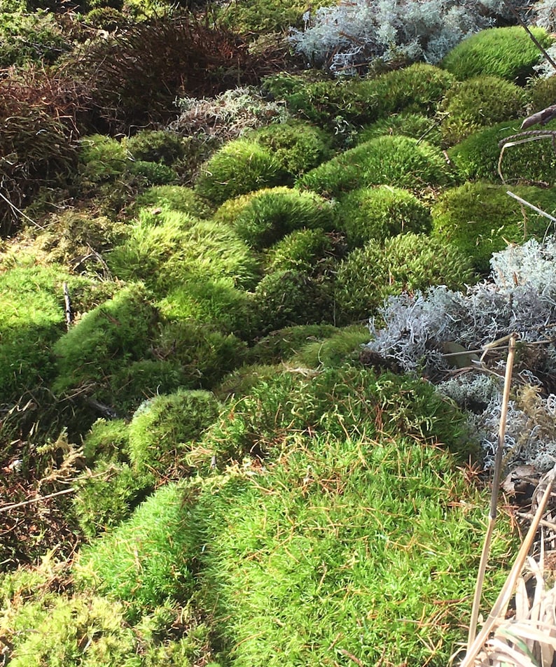 Live Moss and Lichen Great Variety for Terrariums Etsy Canada