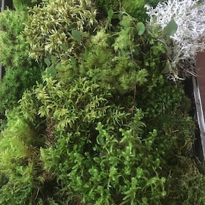 Terrarium moss, Live moss and lichen for your terrarium creation.  Fresh, organic mix of moss and lichen