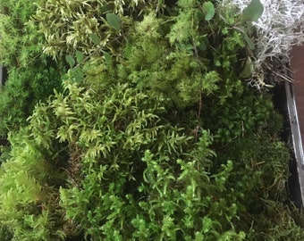 Terrarium moss, Live moss and lichen for your terrarium creation.  Fresh, organic mix of moss and lichen