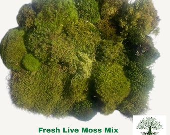 Live Moss Variety Pack - Fresh Sustainably Foraged Terrarium Mix 24''x12''